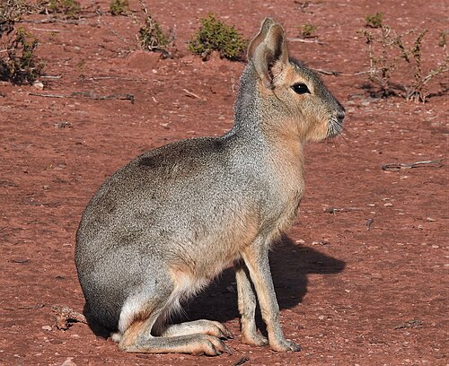 Patagonian mara